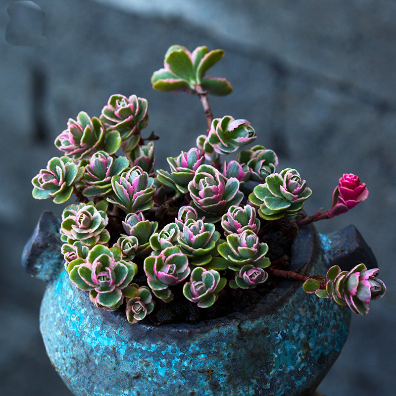 日本现“海豚多肉”萌炸了！但要养好可是很麻烦的！