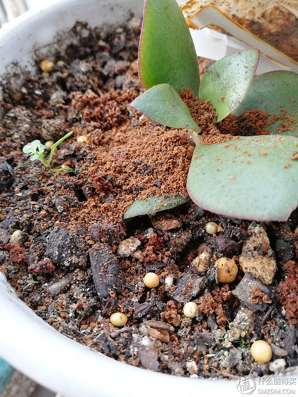 华为mate8与荣耀v9哪款更流畅不卡,荣耀v9鸿蒙2.0.0.125版本好用吗