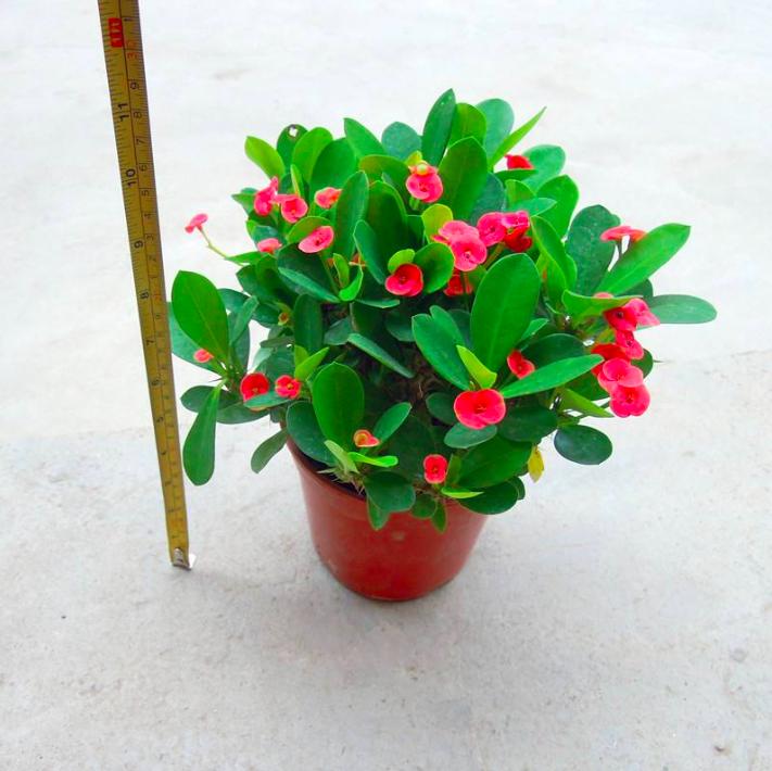 四种有毒的盆栽,家里有毒的盆栽有哪些