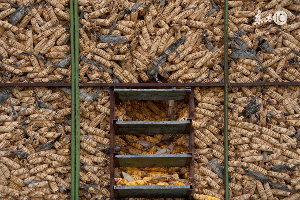 饲料污染的重灾区霉菌毒素危害！