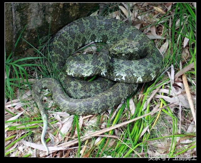 世界十大毒蛇排行榜前十名有哪些,世界十大毒蛇排行榜泰坦蟒