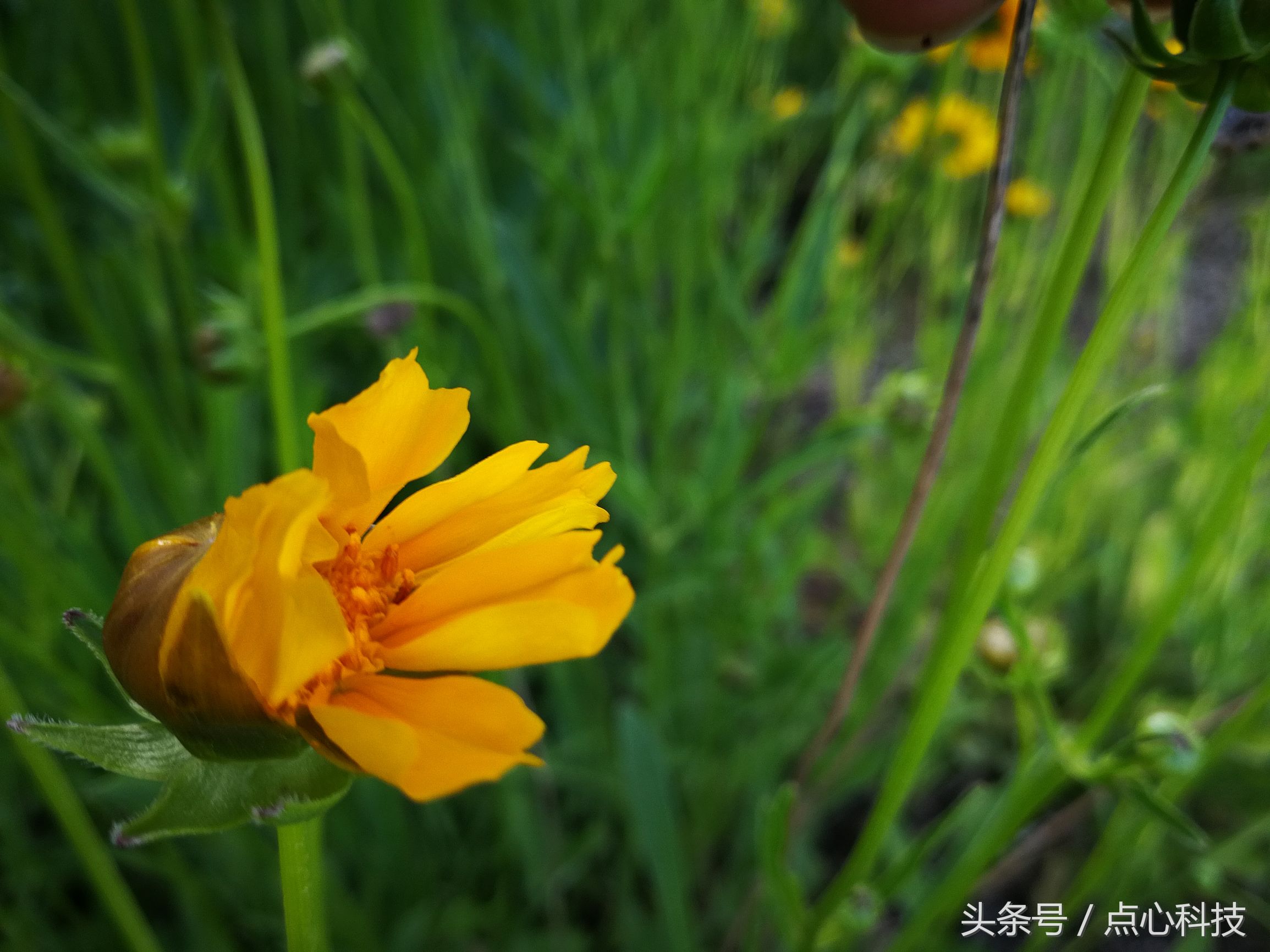 和向日葵相似的是什么花,长得像向日葵一样小小的花