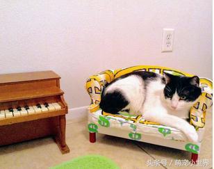 爱猫的主人,给猫咪装饰客厅