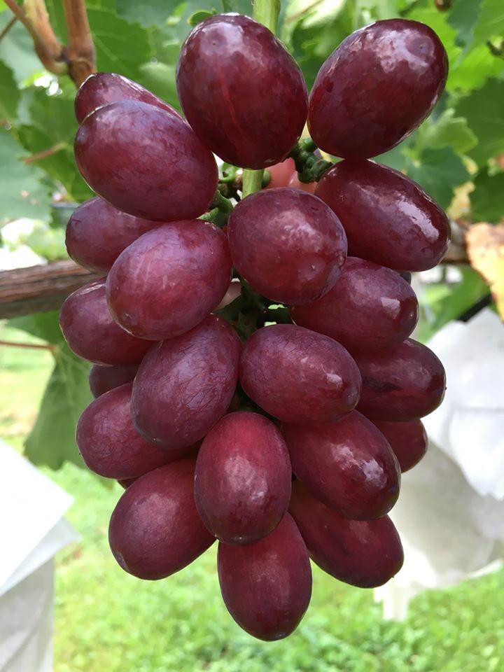 七星女王葡萄的优点和缺点,七星女皇葡萄简介