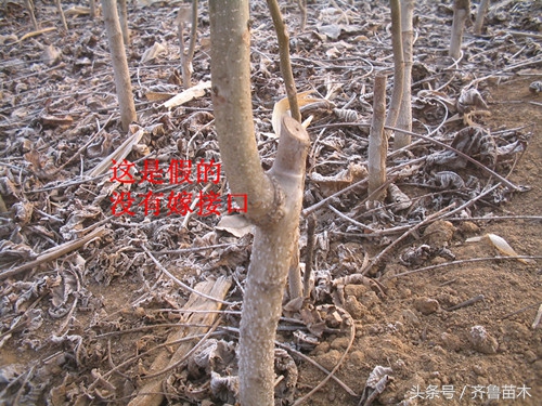 怎样辨别各种果树苗,果树从嫁接口看嫁接真假