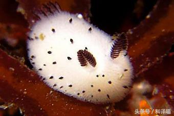 胆小的别进!青岛的海虫子,可以入药可以吃,鲍鱼也在内!