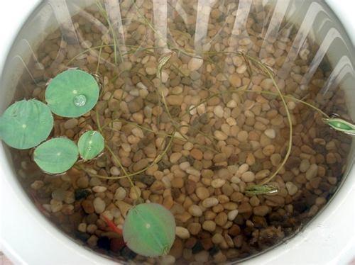 碗莲发完芽之后应该怎么养殖,用碗莲的种子养殖多久可以开花