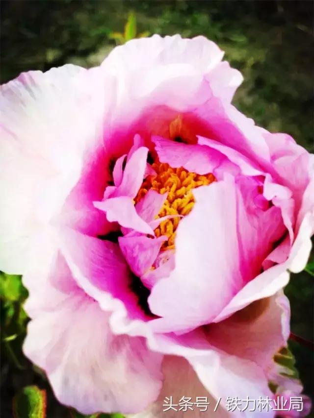 走进森林空气格外清新,走进天然氧吧呼吸新鲜空气