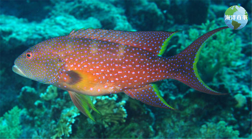 东星斑属于海鲜吗,东星斑海鲜图片