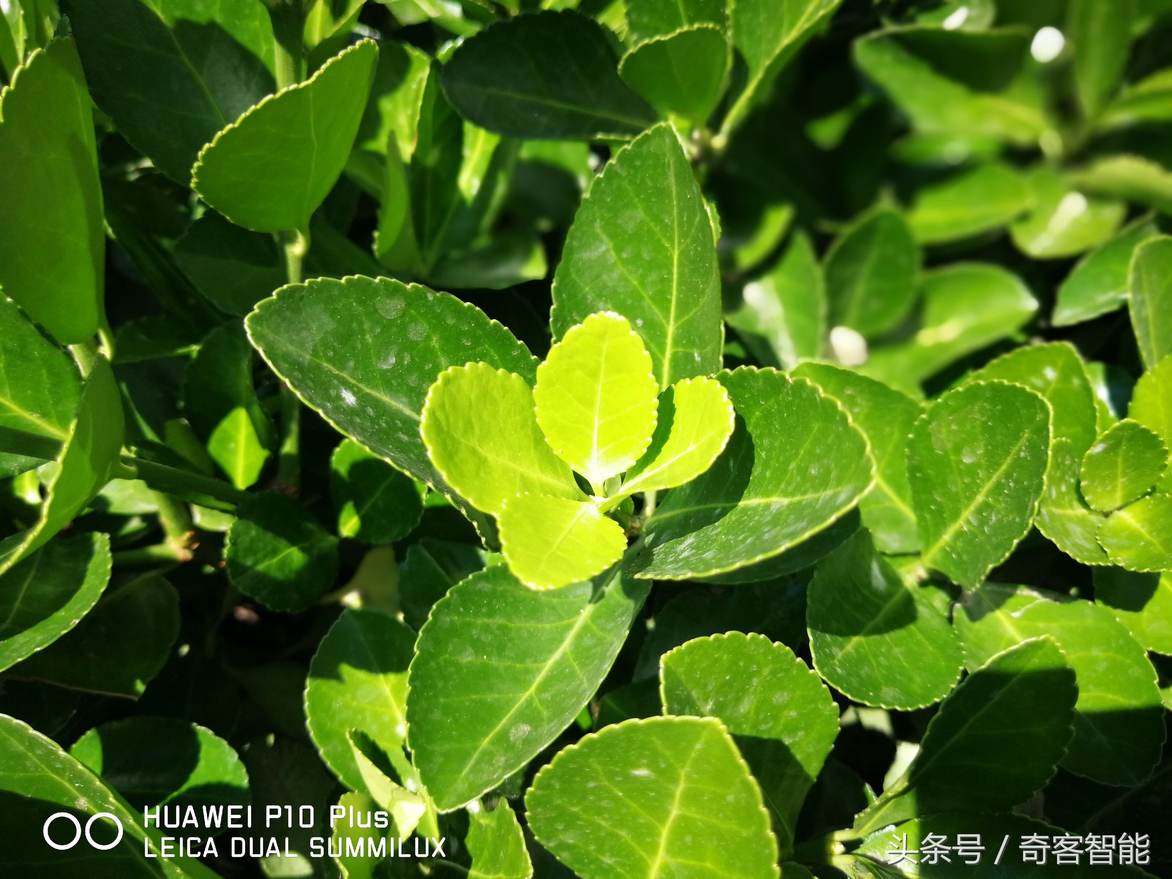 华为p10plus钻雕金,华为p10plus现在还值得买