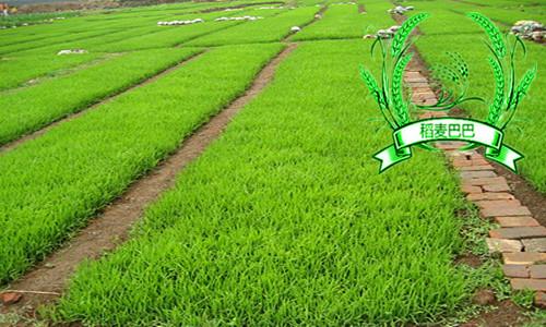 水稻叶片干尖,水稻秧苗叶子发白怎么办