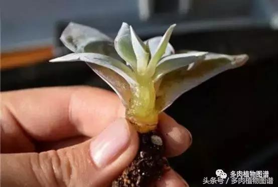 扦插多肉叶片化水了怎么办,多肉化水的叶子要摘除吗