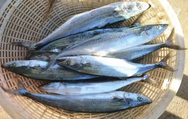 大连海鲜6月份,大连海鲜季节表