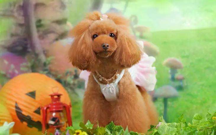 狗狗皮肤病科普大全图片,狗狗毛色科普