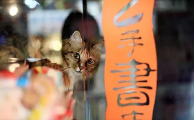 物道丨这家书店，养了33年的猫