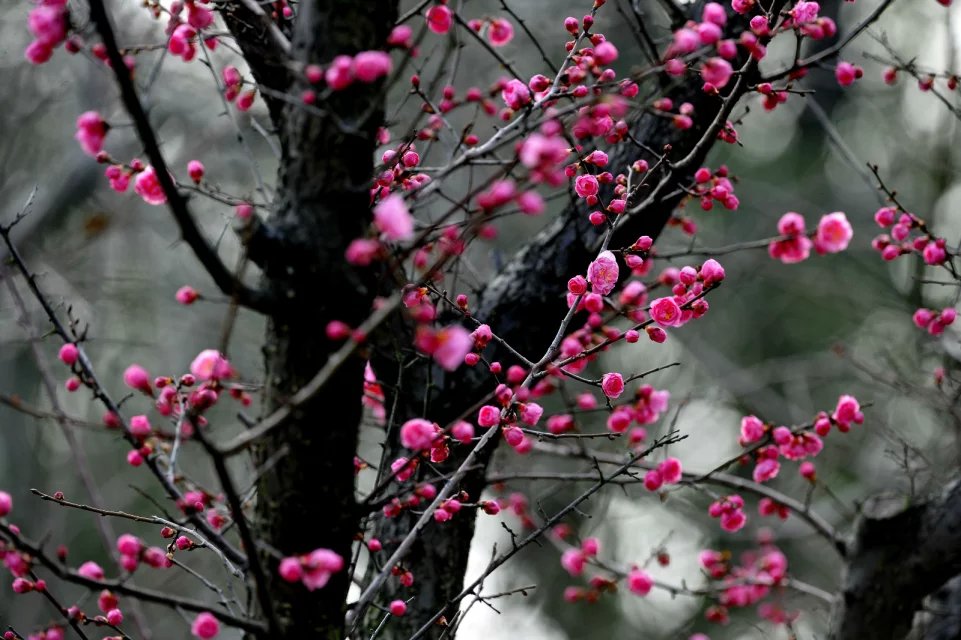 赏梅的正当时候,最是一年春光好踏春赏梅正当时