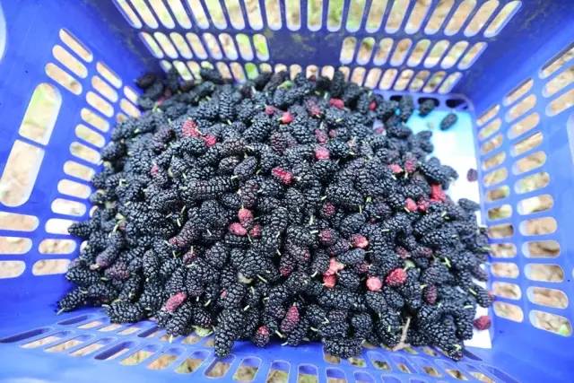 桑葚园采摘技巧,蓟州白桑葚鲜果