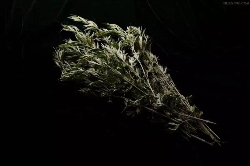 艾草的用法有很多你具体知道哪些,艾草的用法主要有几种图片