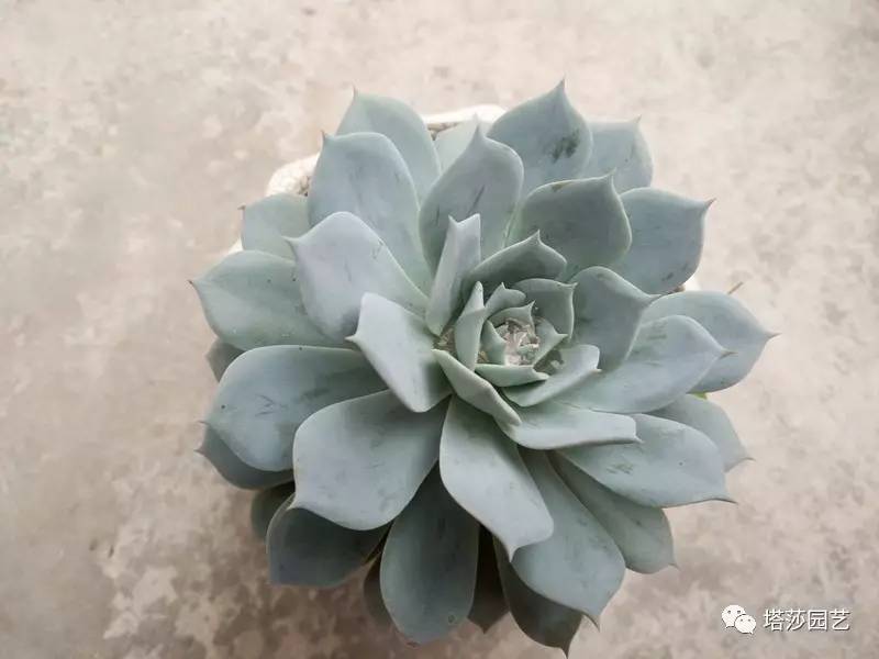 小城花事，泥土中滋生的花园梦