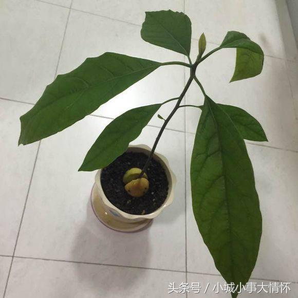 吃完牛油果千万别碰5种食物,吃完的牛油果别扔