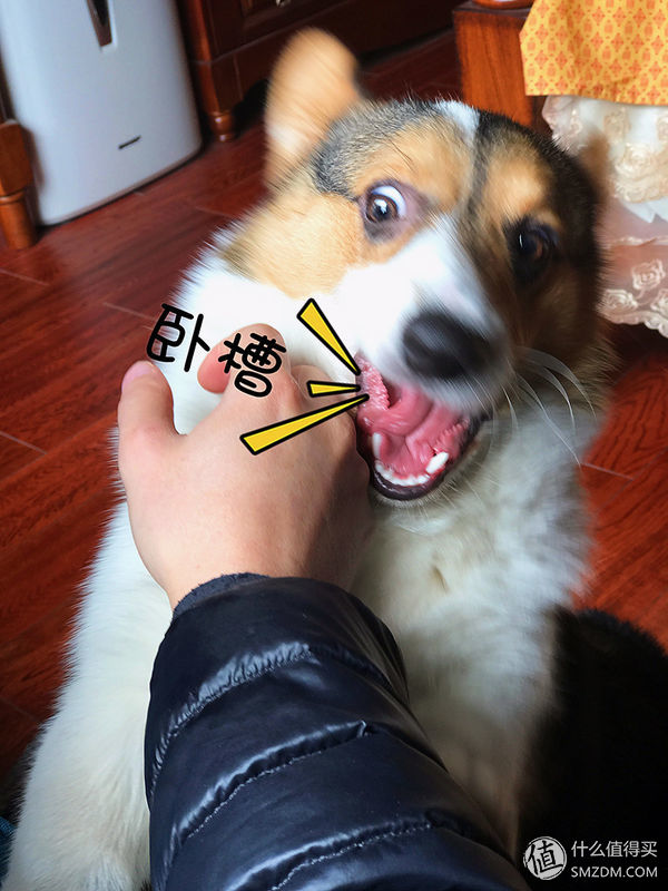 目测托米你要火!丝倍亮成犬全价托米亲吃评测以及托米的成长史