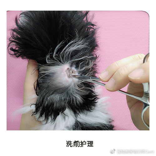 宠物美容学校第一节课学什么,宠物美容学习第一步