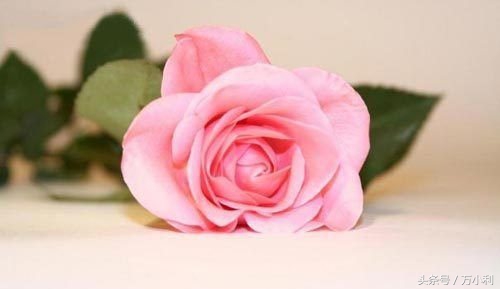 520送花文字表达,520送花花语玫瑰