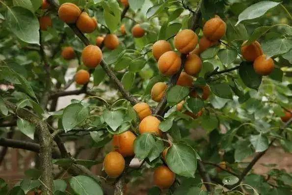 我们常吃的菜有哪些,现在我们做饭都是三鲜馅儿怎么办