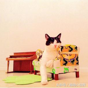 爱猫的主人,给猫咪装饰客厅
