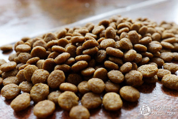 目测托米你要火!丝倍亮成犬全价托米亲吃评测以及托米的成长史