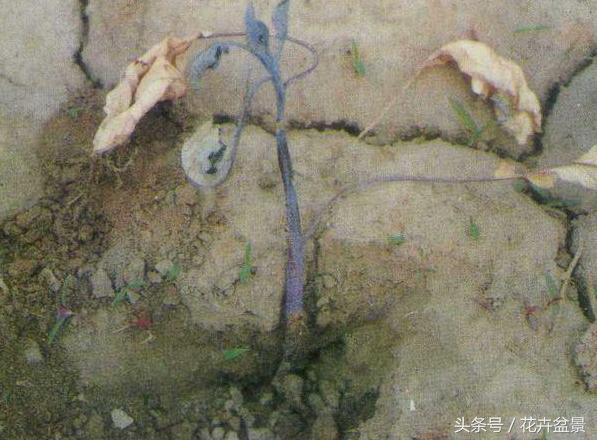 蚧壳虫蚜虫红蜘蛛给什么药,蚜虫红蜘蛛白粉虱用什么药