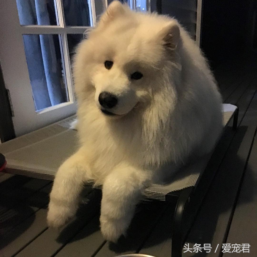 狗狗耳朵原来是立的怎么会垂下去,萌宠趣事是什么意思