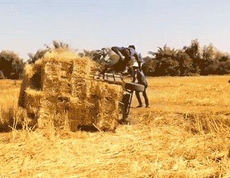 被蜜蜂蛰是什么感觉,被蜜蜂蛰了一下发现是触电的感觉