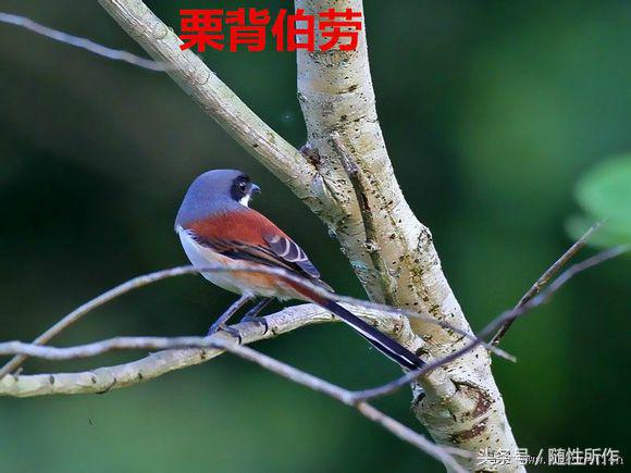 饲养伯劳的最佳温度是多少,伯劳饲养对身体有什么危害