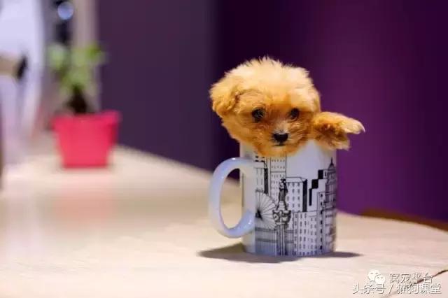 茶杯犬的养法,饲养茶杯犬成本高吗