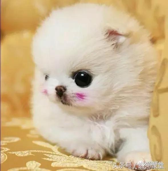 茶杯犬的养法,饲养茶杯犬成本高吗