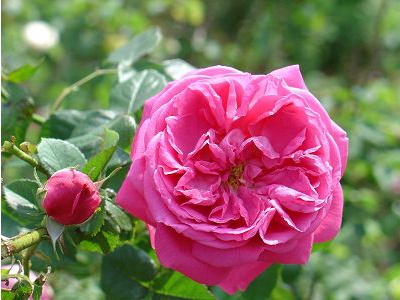 北京月季花十里花海在什么地方,月季花海等你来赏2018北京