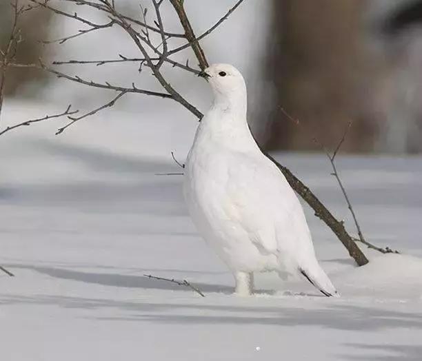 自然传奇北极狐,自然传奇北极企鹅