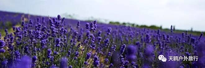 几月份去新疆飞机票最便宜,6月份哪里进疆机票优惠