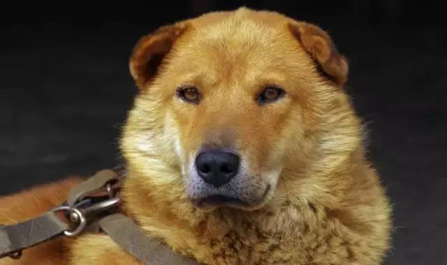 狗狗绝望瞬间被主人杀死了,主人嫌弃狗狗把狗狗打死