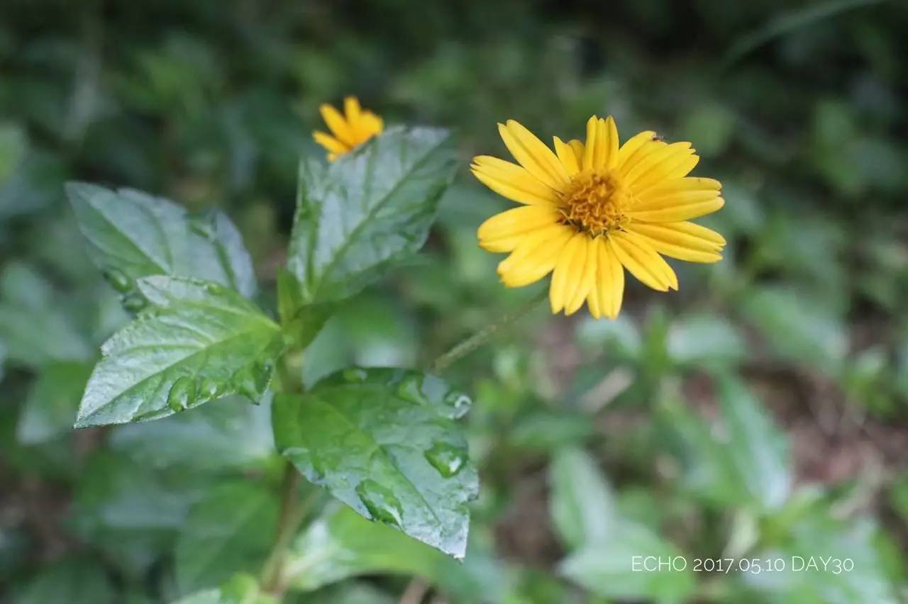 珠海赏花,现在珠海哪里赏花