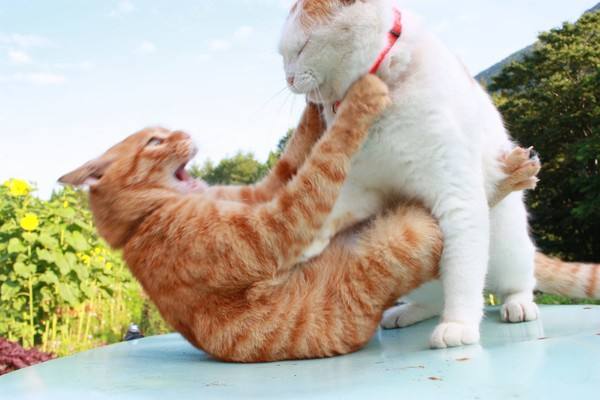 猫咪哪有那么多坏心思,猫咪的那些可爱行为