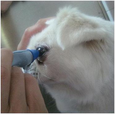 猫真菌皮肤病怎么预防,怎样预防狗真菌给人传染