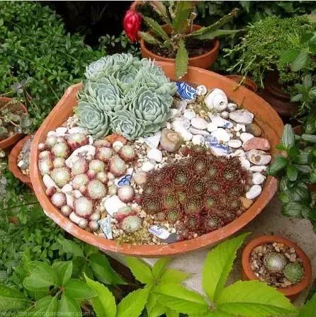 多肉化水叶片要不要摘下来,红宝石多肉掉叶子化水怎么办