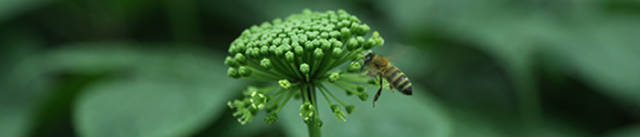 临床——为什么三七可以治疗冠心病