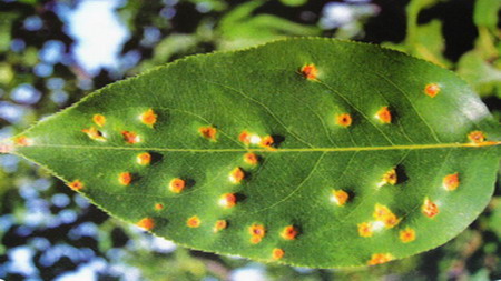 苹果树叶上长带刺的毛是怎么回事,苹果树叶长虫子怎么回事