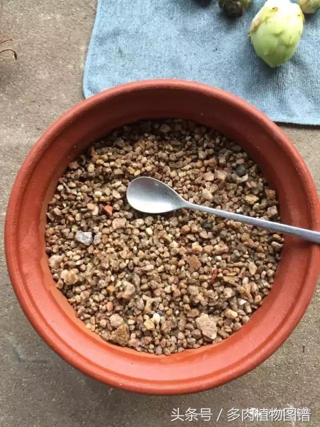 如何判断山地玫瑰是缺水还是休眠,山地玫瑰休眠之后浇水了怎么办