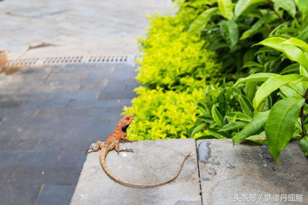 去了三亚去不了海边,去完三亚不看海