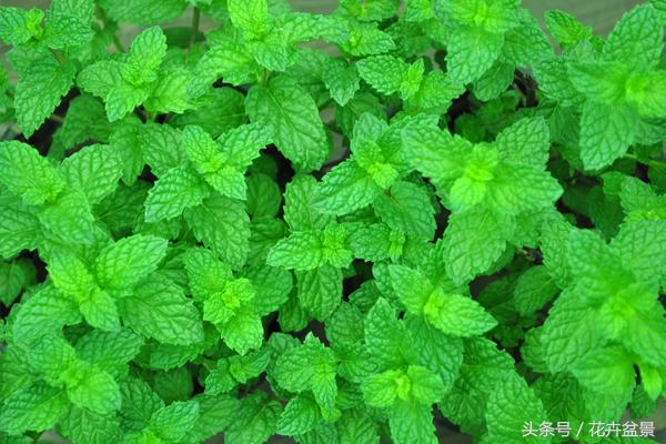 薄荷除了驱蚊还能做啥,有关薄荷的所有夏日饮品
