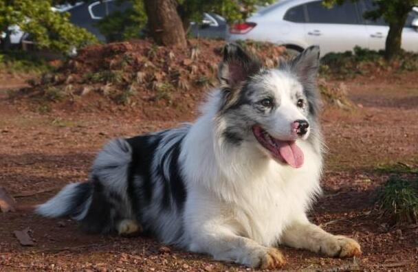 狗鼻子变红结痂怎么回事,狗鼻子变红了还会变黑吗